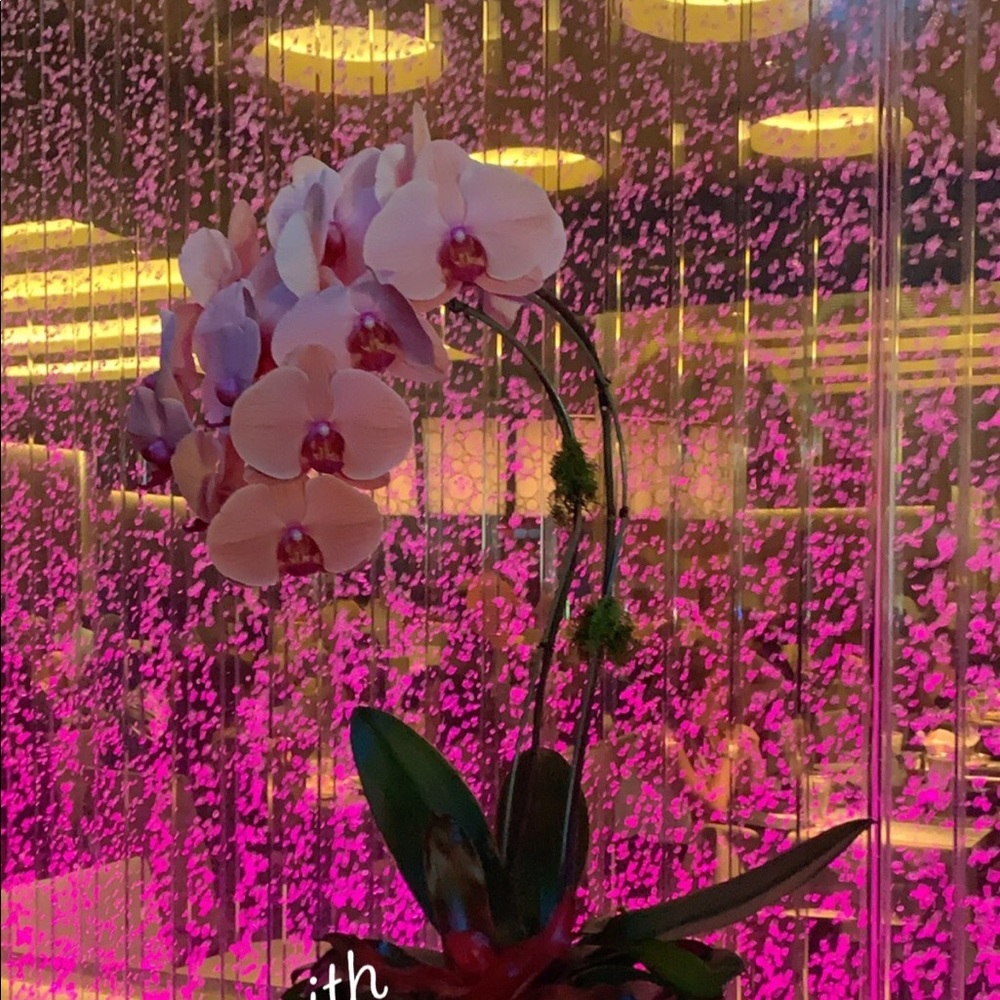 Meet your Posher, Anabel